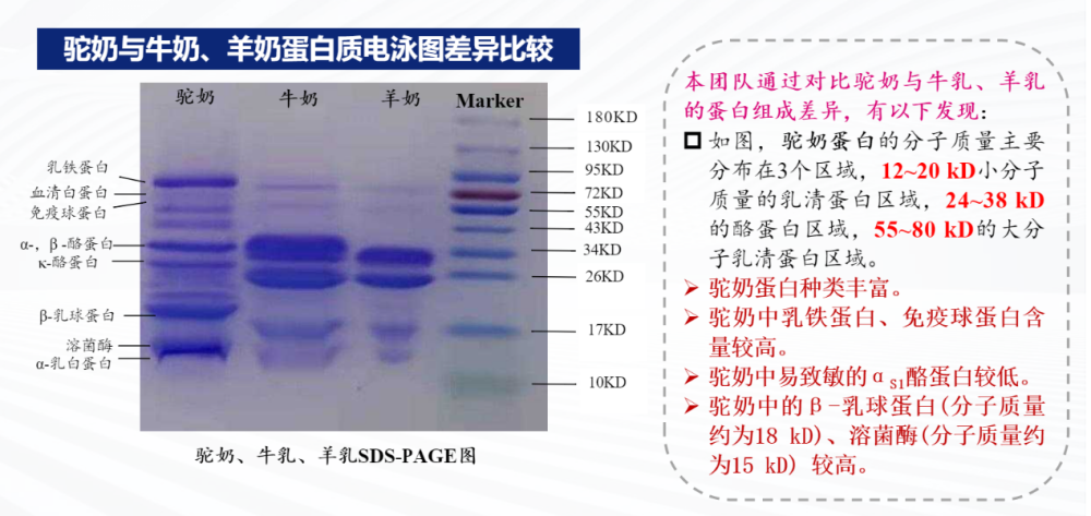 科研助力特色乳 国货引领大健康 依巴特乳业科研团队发布驼乳重大科研成果(图4)