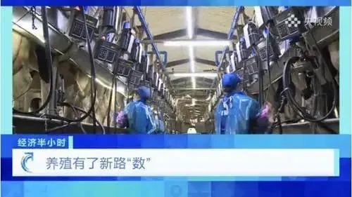 《经济半小时》养殖有了新路‘数’记录了智慧牧场中奶牛真实的一天(图2)