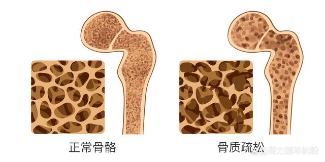 助力肠道消化吸收，美力源蓓养十二联乳酸菌羊奶粉新品上市(图8)