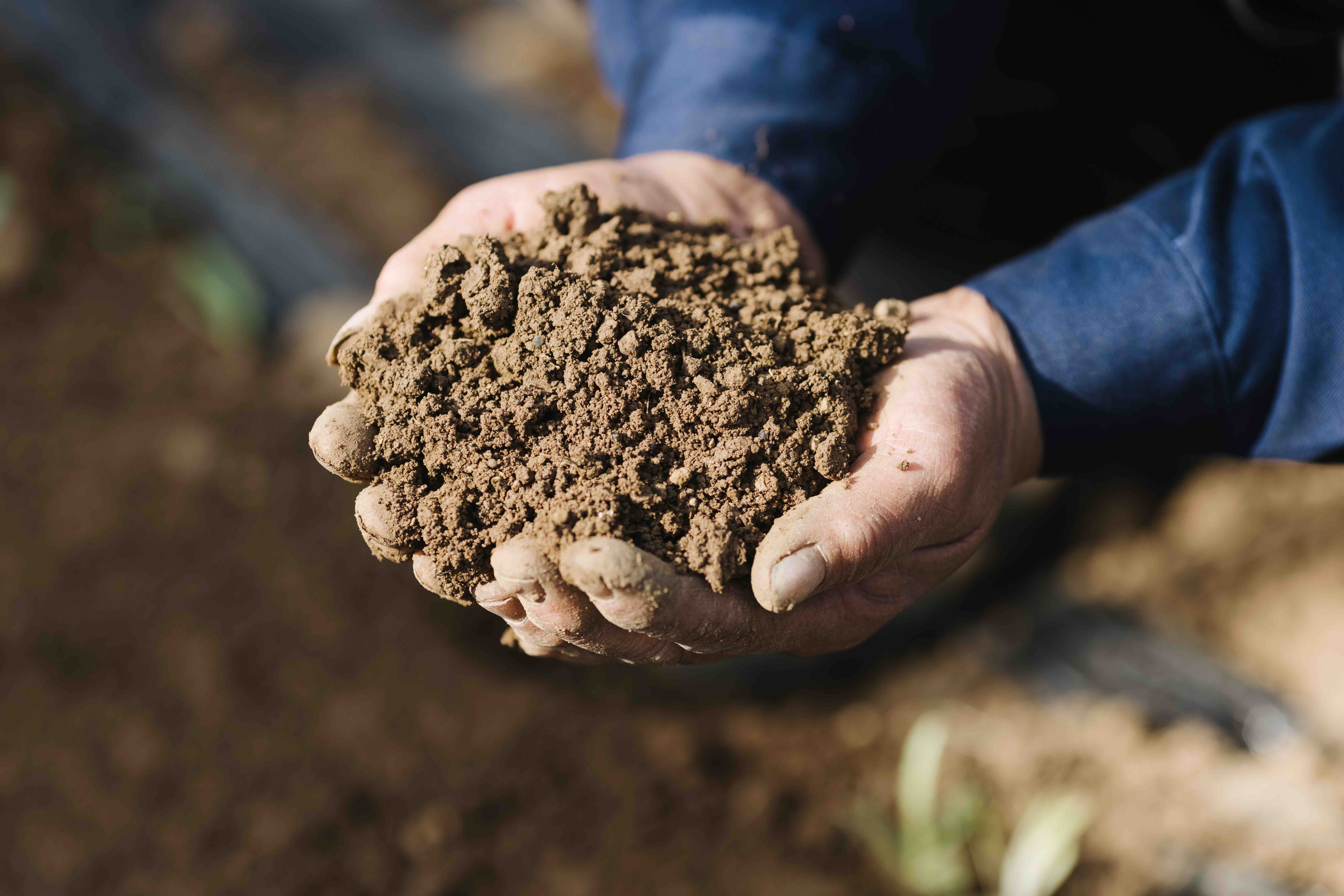 世界土壤日:朝日唯品发布《土壤白皮书》,20余年循环农作读懂土壤语言(图3) 世界土壤日:朝日唯品发布《土壤白皮书》,20余年循环农作读懂土壤语言
