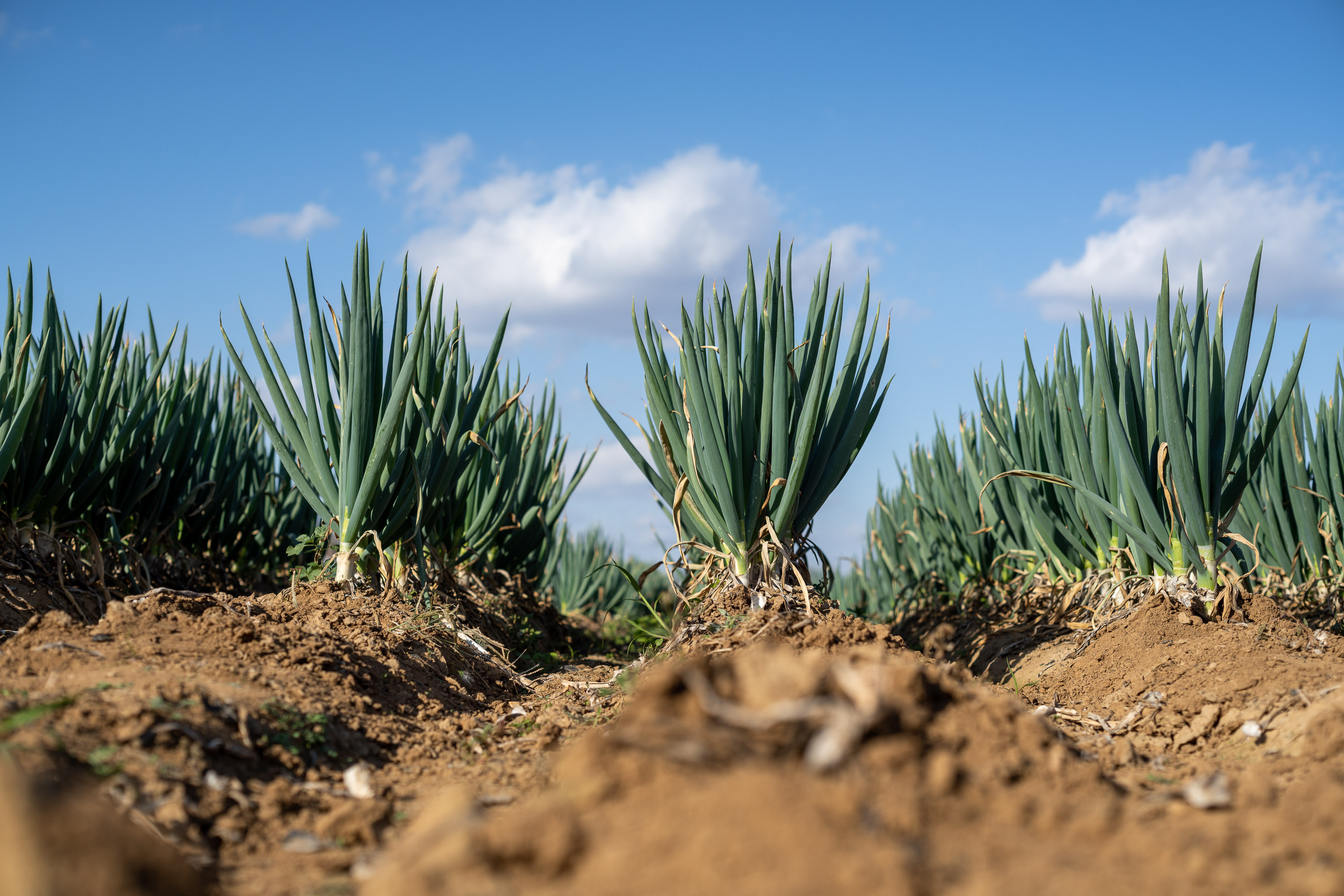 世界土壤日:朝日唯品发布《土壤白皮书》,20余年循环农作读懂土壤语言(图4) 世界土壤日:朝日唯品发布《土壤白皮书》,20余年循环农作读懂土壤语言